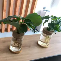 Plant Propagation Station Glass Planter With Wooden Tray Lid Tabletop Plant Propagation Vase For Air Plants Flower Cuttings 2