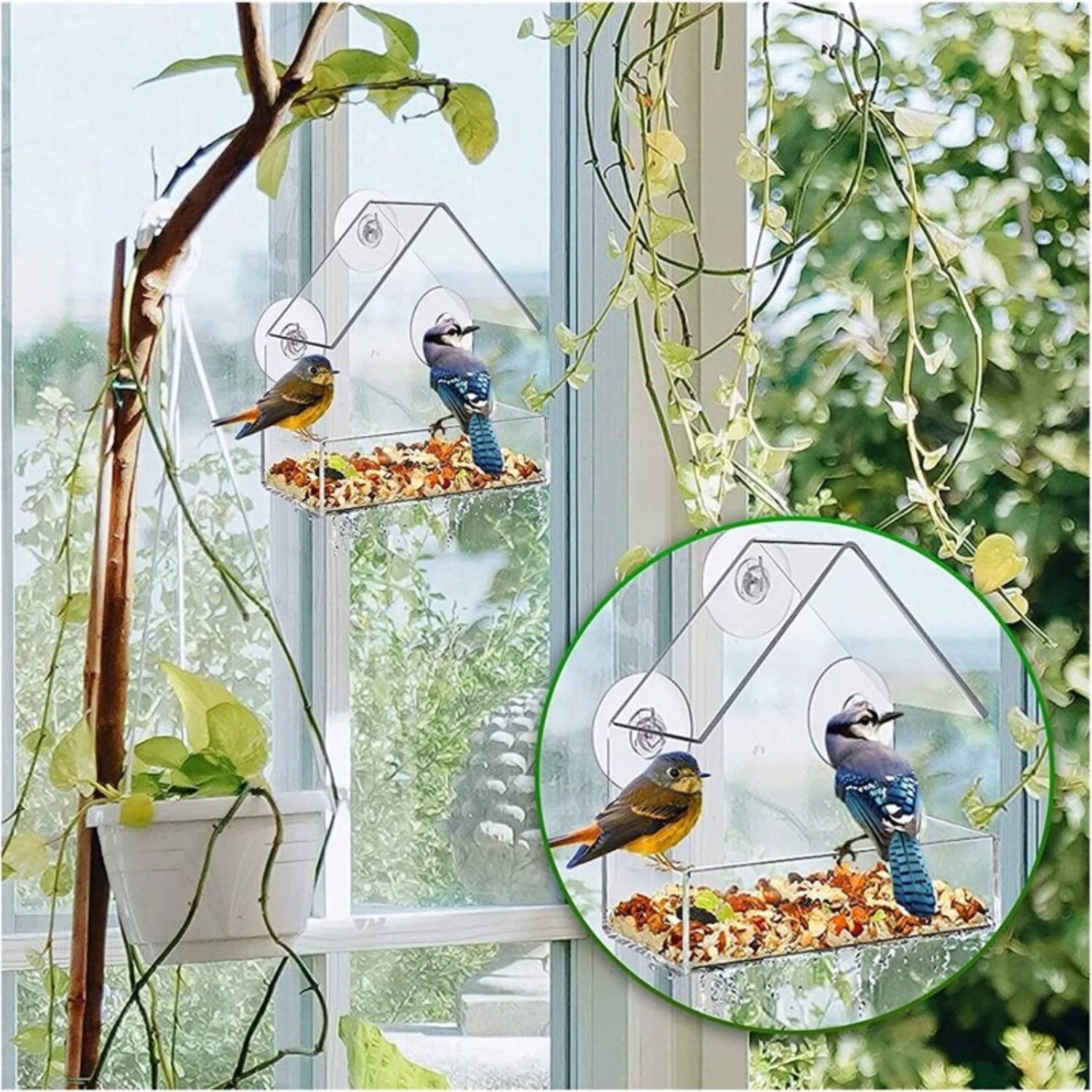 Stylish, Durable Premium Quality Organic Glass Alec Bird Feeder-Anti-Splash Food Box and Trough Bowl for Outdoor Feeding-Per