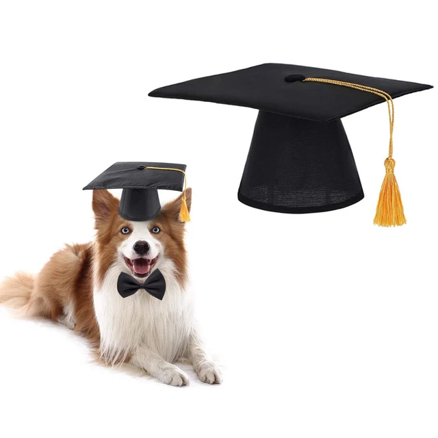 Dogs standing in a line, wearing graduation caps and gowns, with a proud  look on their faces illustration generative ai 23945262 Stock Photo at  Vecteezy