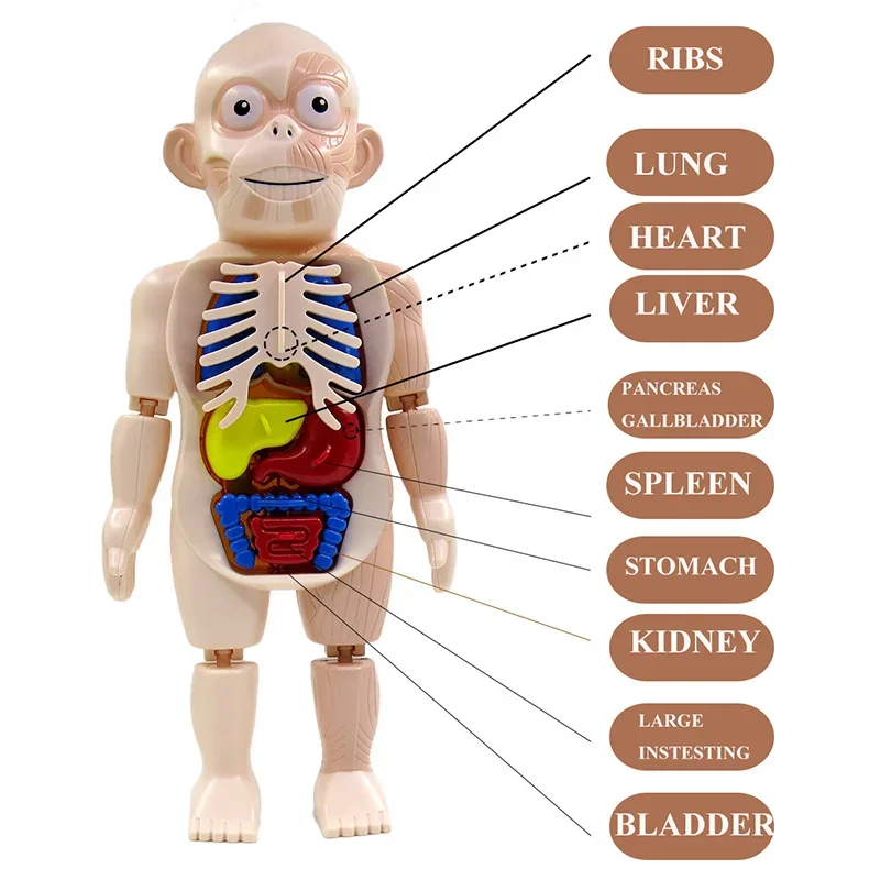 Body Anatomy Model For kids Children Human Torso Model Montessori Educational Learning Toys Organ Assembled Toy Kids 3D Puzzles 6