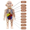 Body Anatomy Model For kids Children Human Torso Model Montessori Educational Learning Toys Organ Assembled Toy Kids 3D Puzzles 6