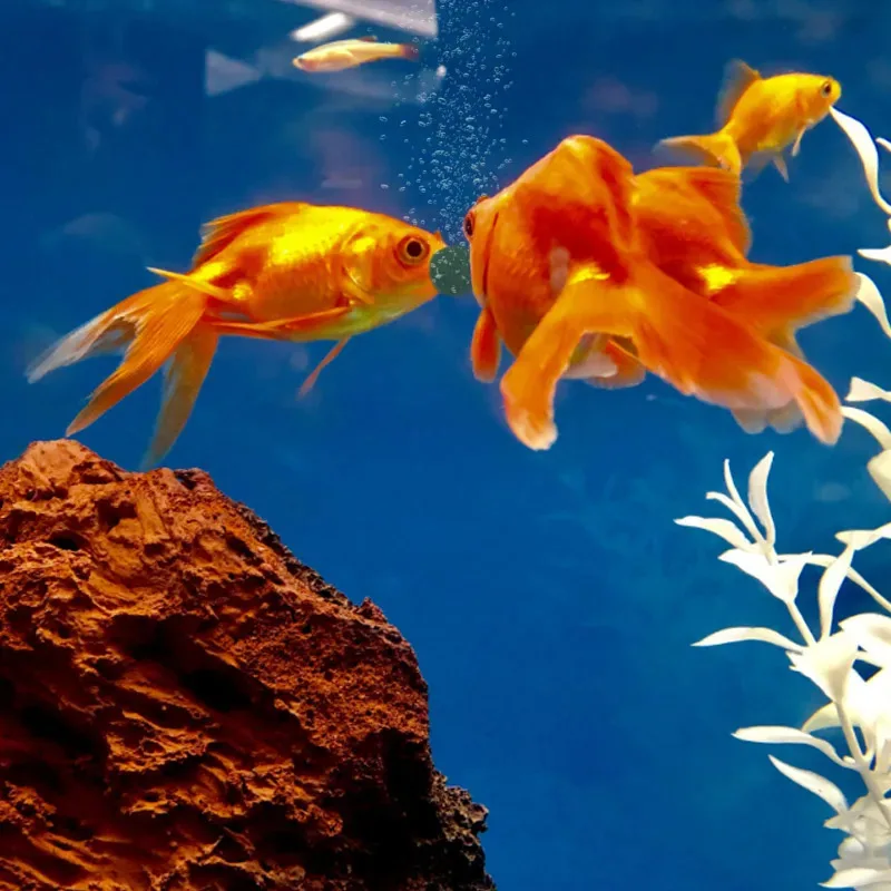 50/100/300/500pcs High Purity Spirulina Tablets Spiral Seaweed Enrichment Favorite Pets Food Fish Crystal Red Shrimp Fish Food