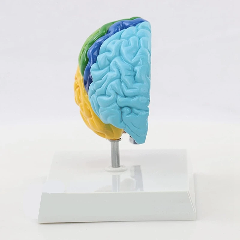 Right Brain Hemisphere Model 4