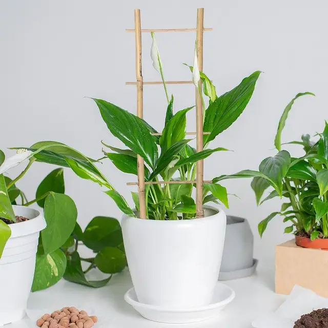 6Db Bambusznövénytámogató Rácsos Négyzet Természetes Mini Bambusz Növény Hegymászó Állvány Létra Csavarral - Image 3