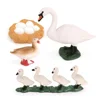 1 Set Swan Life Cycle Models Animals Playthings Kit for Home School 1