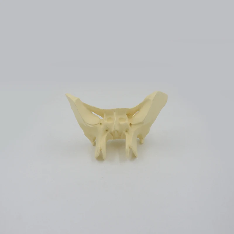 

Увеличенная модель кости сфеноида, аларная модель кости, анатомическая модель черепа, обучающее оборудование, Обучающие ресурсы