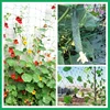 1PCS Trellis Netting Outdoor Heavy Duty Nylon Plant Climbing Netting Plant Net for Cucumber Tomato Fruits Vegetables Grapes 4