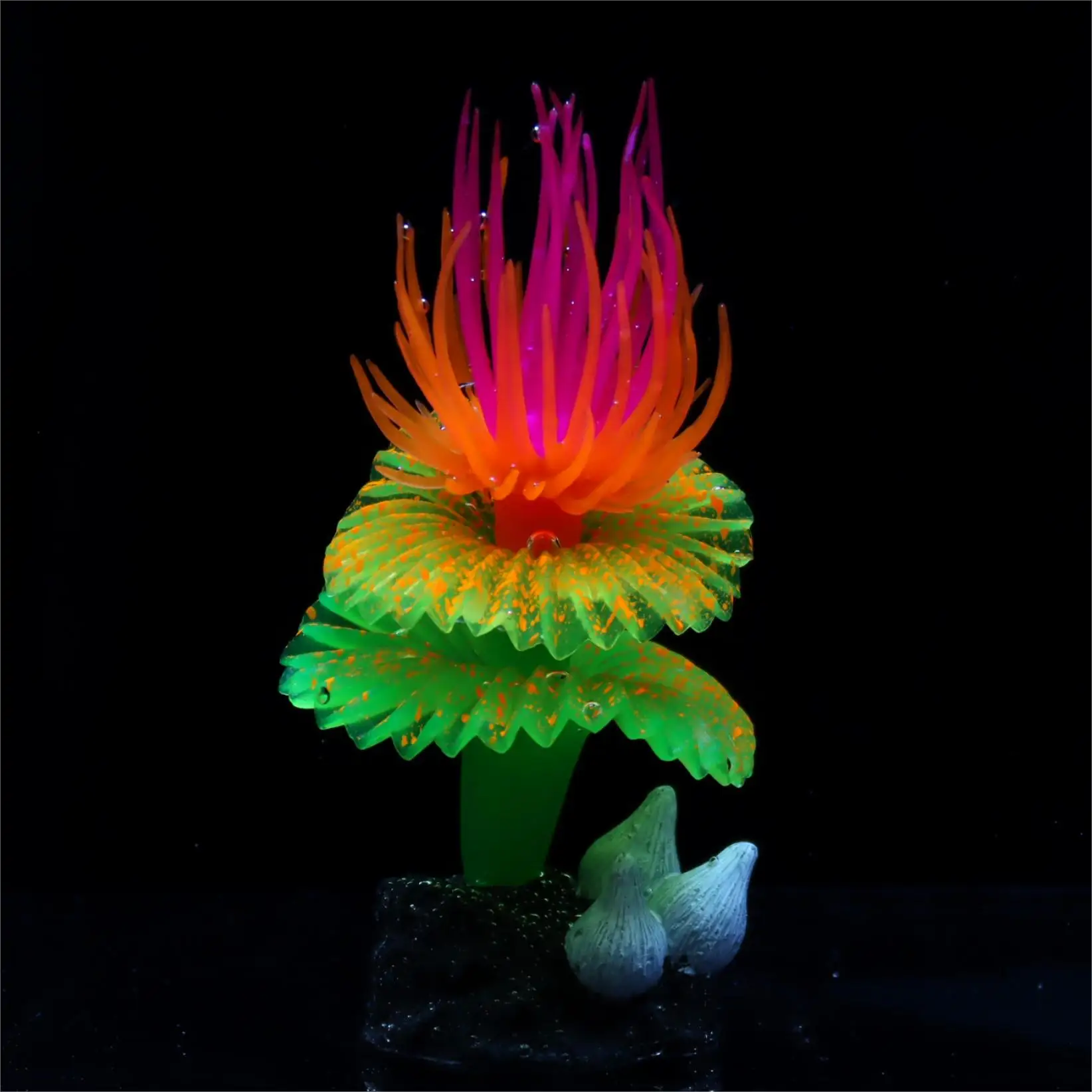 Coral Fluorescente, Gusano Marino