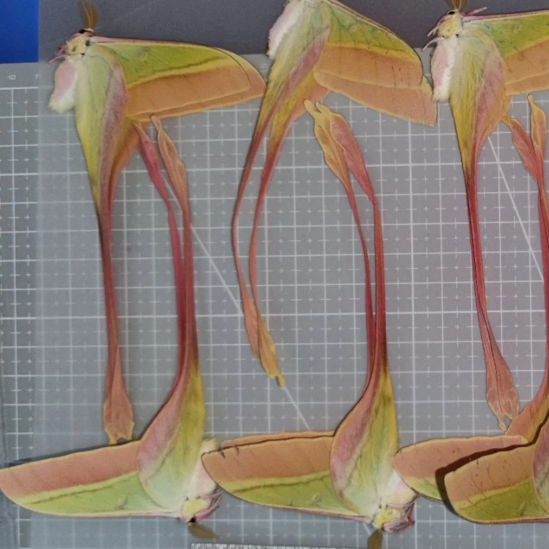 Real insect specimen Actias dubernardi Oberthur Collection hobby DIY crafts home decoration 6