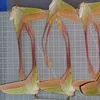 Real insect specimen Actias dubernardi Oberthur Collection hobby DIY crafts home decoration 6