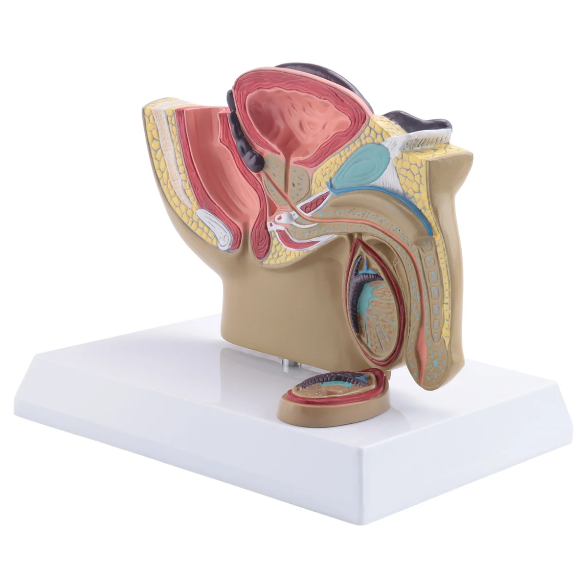 L69A 1:2 남성 골반 시상 단면 고환 전립선 방광 직장 비뇨기 시스템 모델