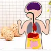 Body Parts Teaching Aids Children Anatomy Human Body Organs Science Home School Teaching Aids Educational Insights Toys 2