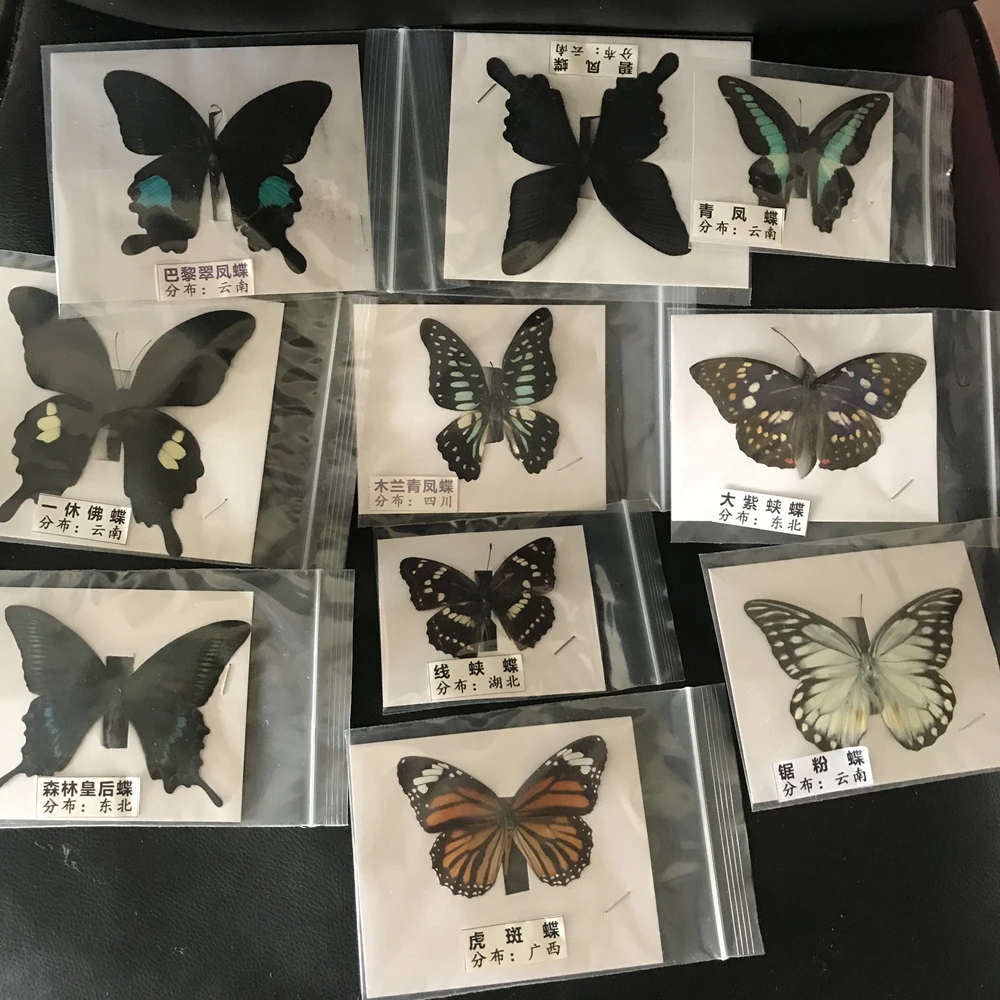 Natural Real Beautiful Butterfly Specimens for Hobbies DIY Photo Frame or Home Wall sticker DIY ect 2