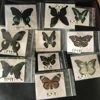 Natural Real Beautiful Butterfly Specimens for Hobbies DIY Photo Frame or Home Wall sticker DIY ect 2