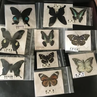 Natural Real Beautiful Butterfly Specimens for Hobbies DIY Photo Frame or Home Wall sticker DIY ect 2