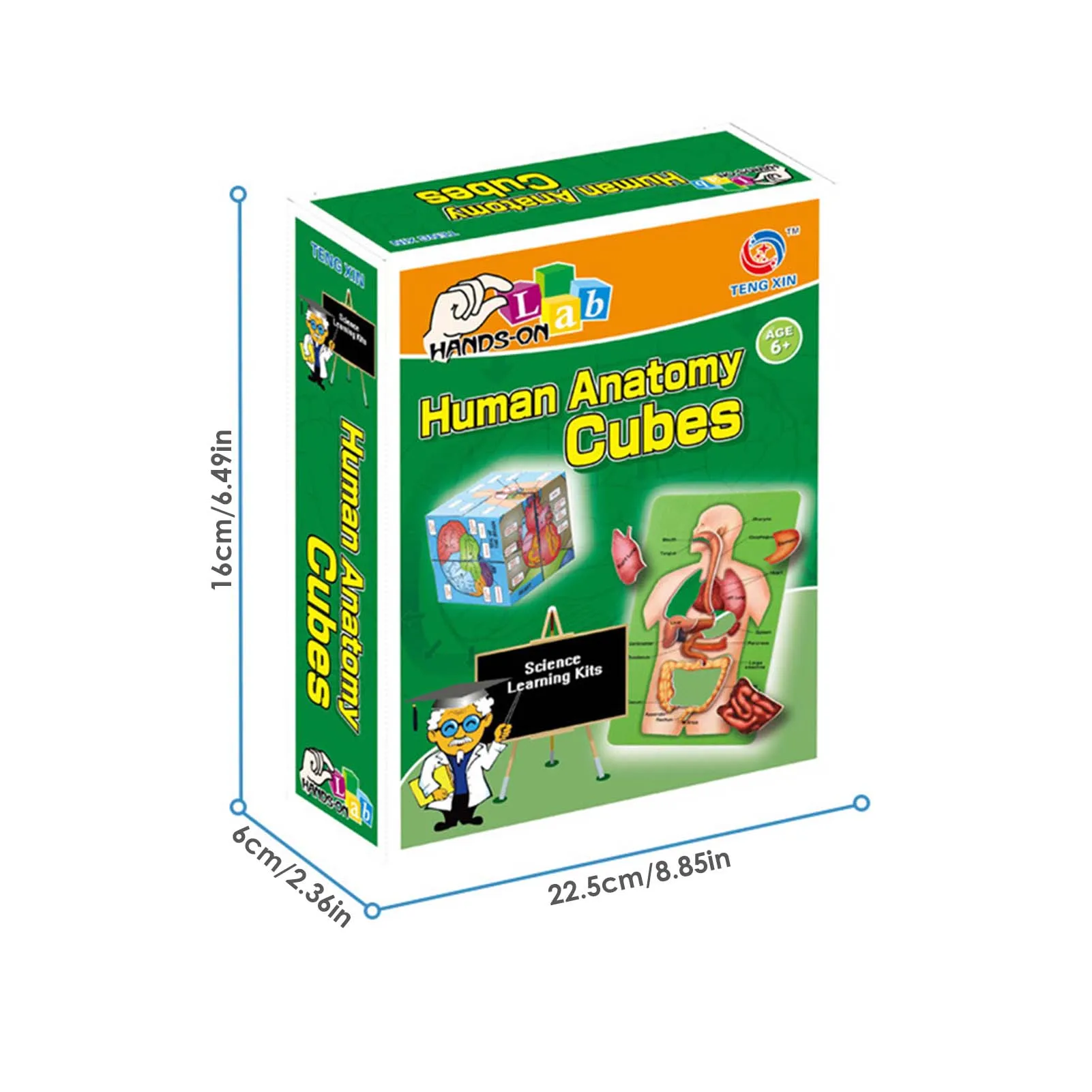 Human Body Organs Cube Book Science Classroom Demonstration Tools Toys Puzzle Human Anatomy Display For Kids Ages 6+