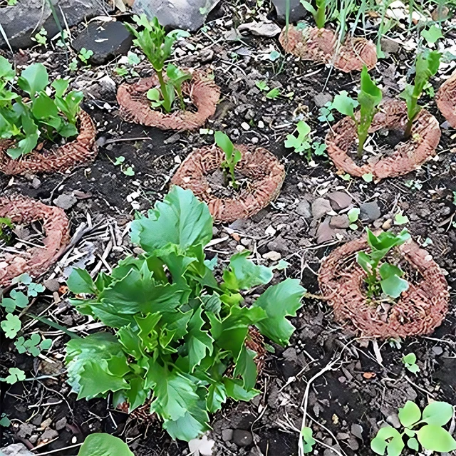 30 Láb Udvari Csiga Diy Rézháló Egér Vezérlés Töltse Meg A Szövet Repedéseit Gördülő Csigariasztó Kertészeti Lyukak Blokkolásához - Image 3