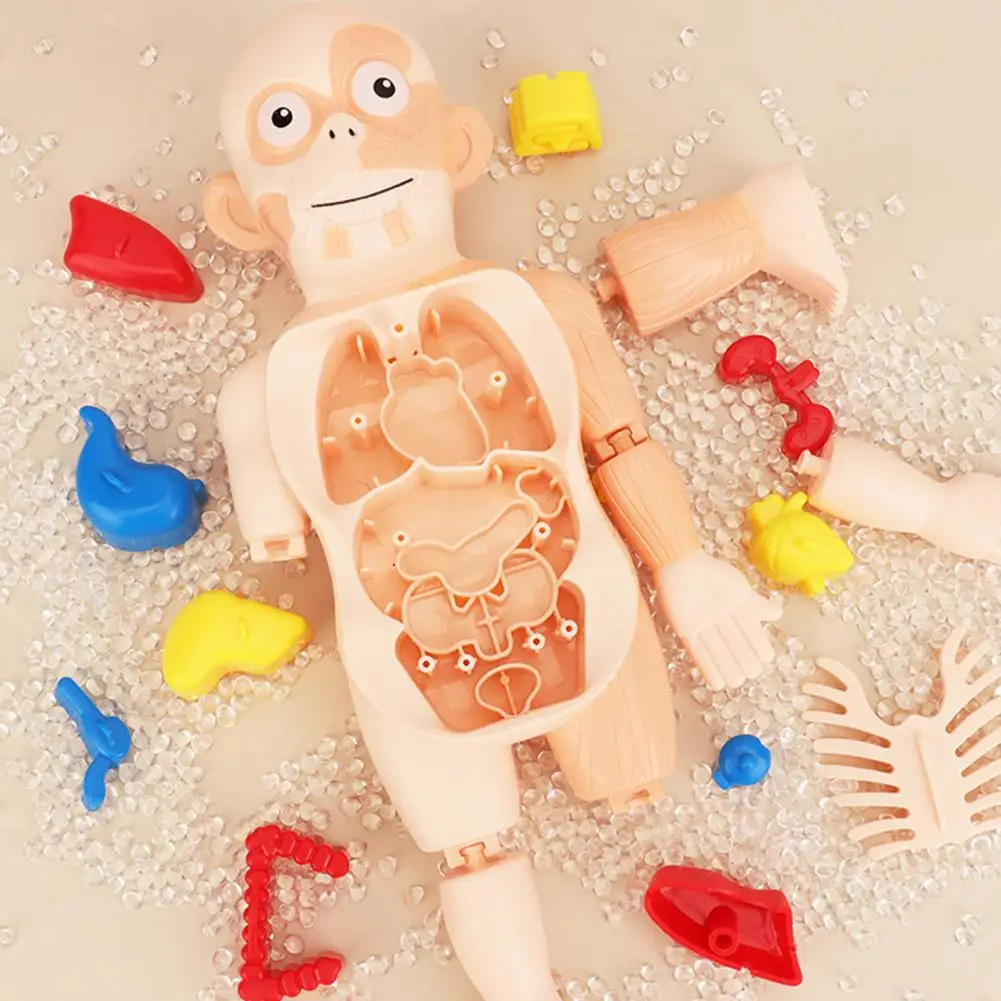 

Anatomy Learning Kit Educational Anatomy Model Set with Puzzle Toys for Kids Includes 11 Analysis Cards Structural Organ