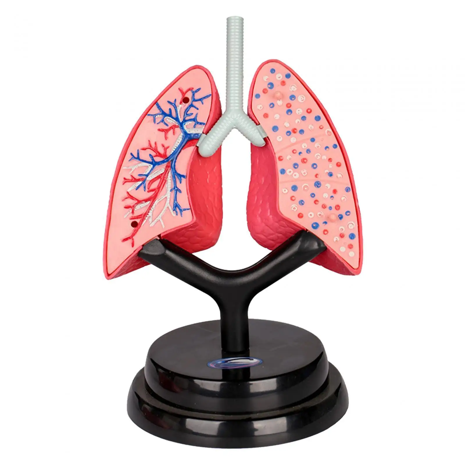 Respiratory System Model Human Lung Model for Demonstration Home Preschool