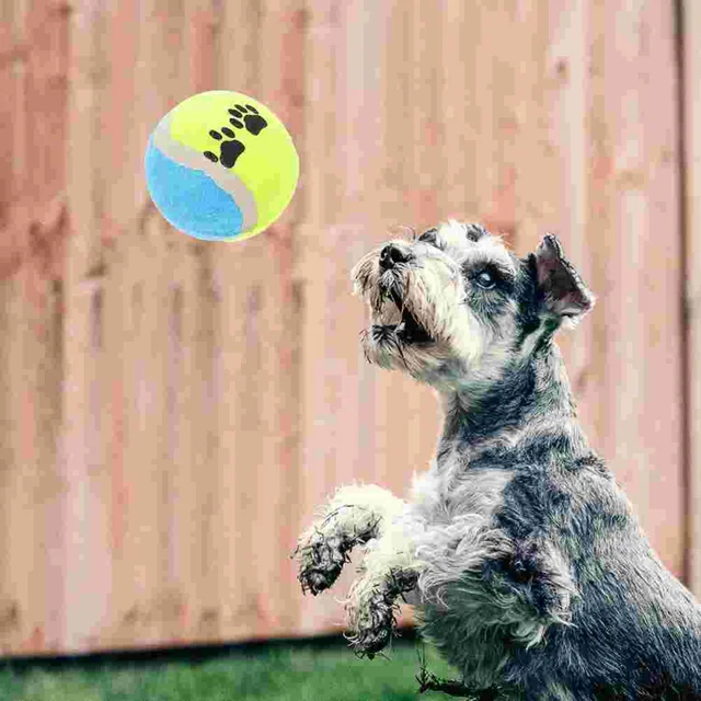 Dog-Training-Mini-Micro-Elastic-Throwing-Tennis-Ball-Cute-Footprint-Puppy-Cat-Chew-Safe-Balls-Soft.png_640x640.png