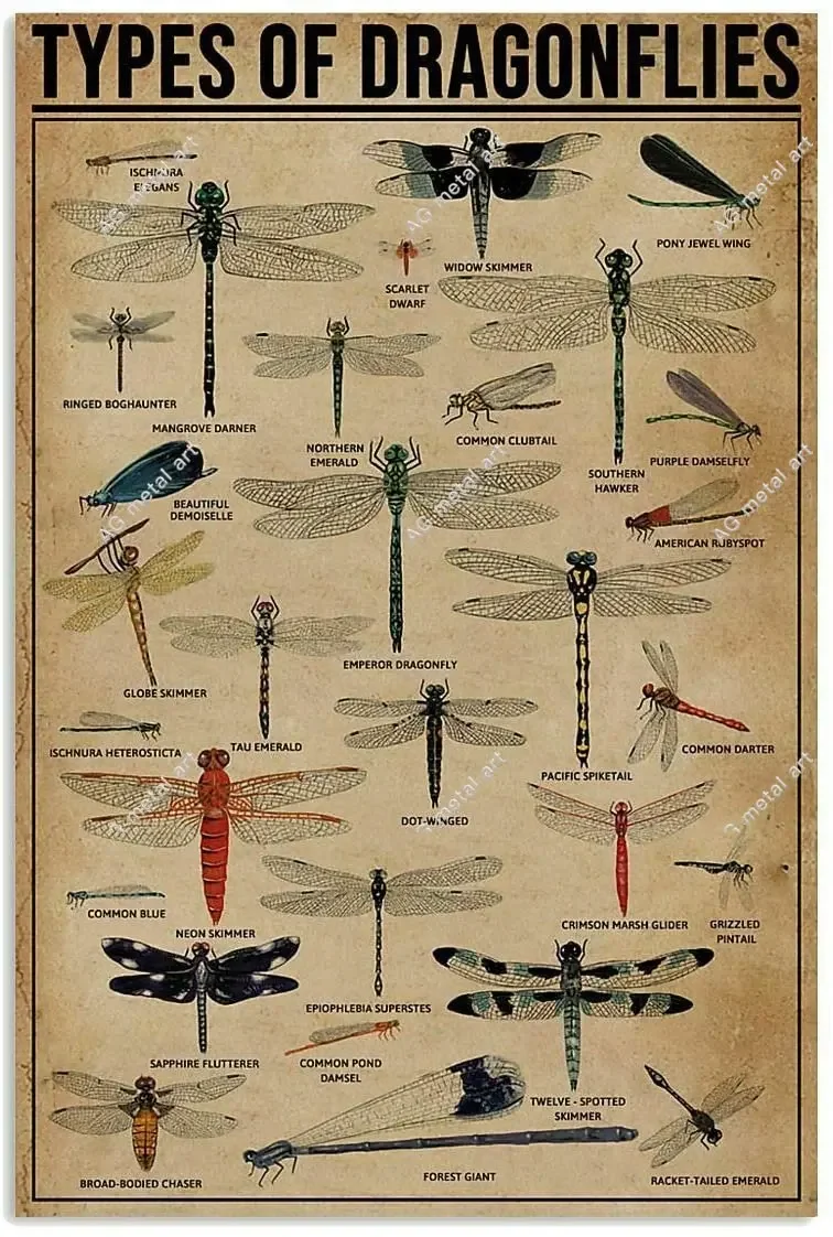 

Tin Sign Dragonfly Knowledge Graph Fun World Education Science Classroom Infographic Tin Sign Great Retro Gifts and Decorative