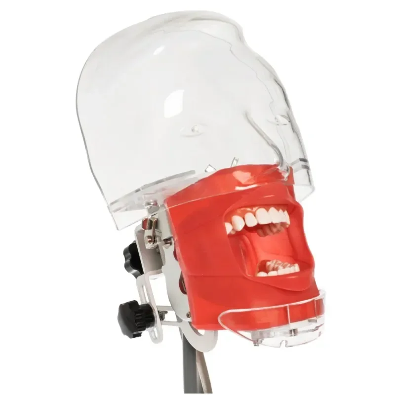 Zahn Phantom kopf mit Zähnen für Zahnarzt Lehre Praxis Training Apparatu Zahnarzt Modell Puppe Kopf Modell Zahns imulator