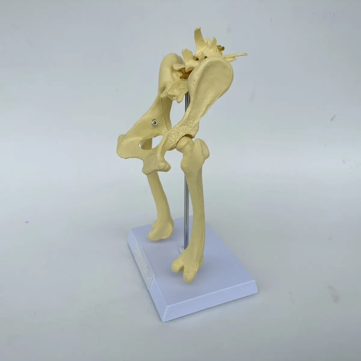 Dog hip elbow knee joint skeleton model, canine skeleton toy, animal bone anatomy, veterinary demonstration, pet hospital use
