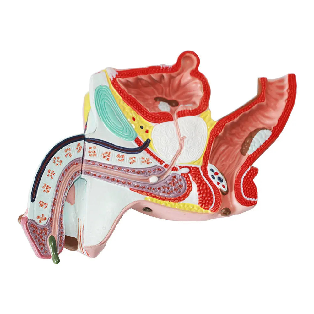 Male anatomical model of internal and external organs Male gonorrhea model Medical teaching equipment