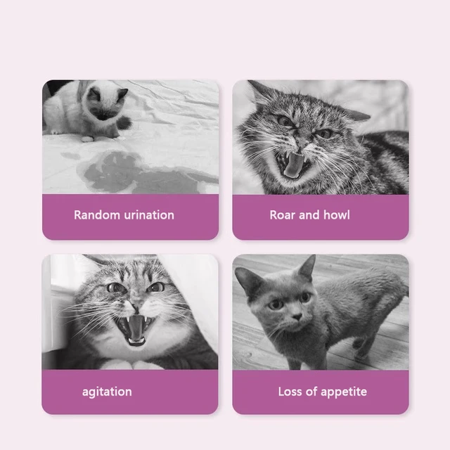 When do shops kittens start going into heat