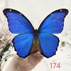 Morpho Didius Real Butterfly Specimens Original Butterfly Wings Spread Out  Animal Specimens Valentine's Day Gift Home Decor 3