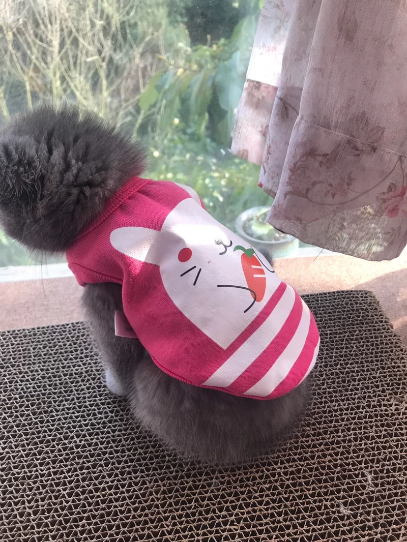 XXXS XXS XS 여아 고양이 강아지 옷, 애완동물 잠옷, 요크키 새끼 고양이 찻잔 치와와 말테즈용 강아지 코트