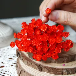 Preserved Little Star Flowers - 100pcs for Wedding and Home Decoration (Red)