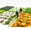 A box1:35 flower Static Grass clusters vegetation scene model material simulation grass petals DIY production Wargaming Terrain 4