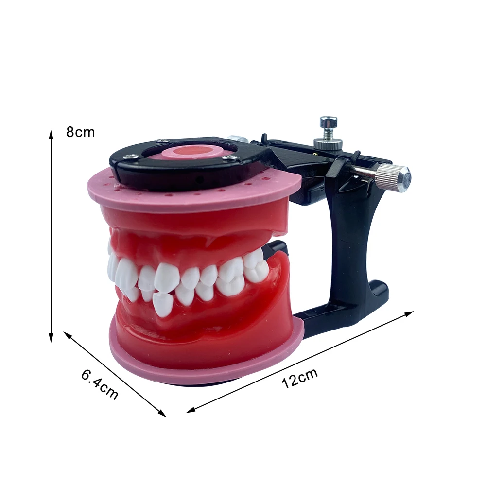Dental Orthodontic Model Typodont Teeth Model For Dental Technician