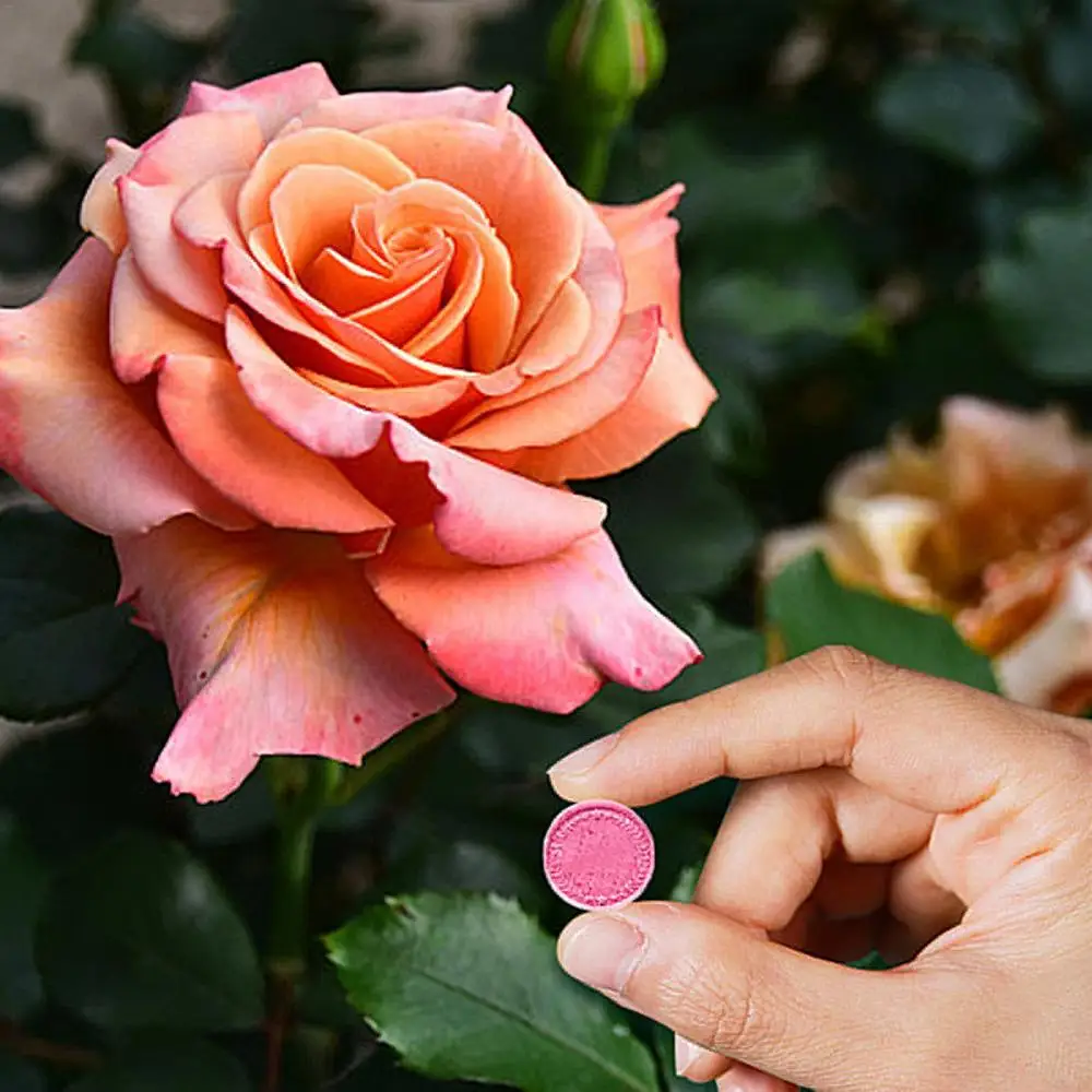 Description Picture 2 of itemSlow Release Fertilizer For Indoor Plants Organic Slow Release Fruit Tree Fertilizer 22 Tablets Plant Food For Flower