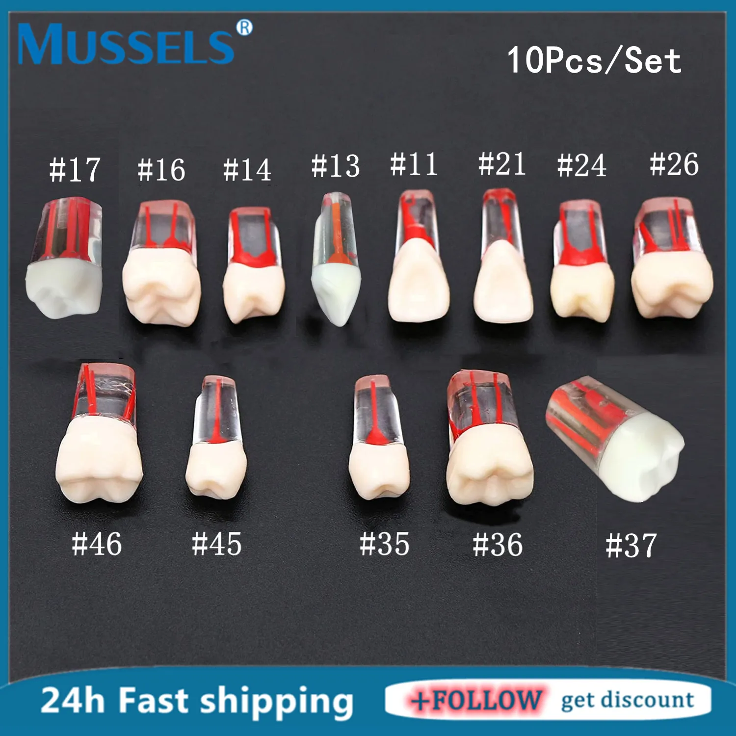 Dental Teeth Model For Endo/Root Canal Practice - Typodont Blocks Compatible With NISSIN 200