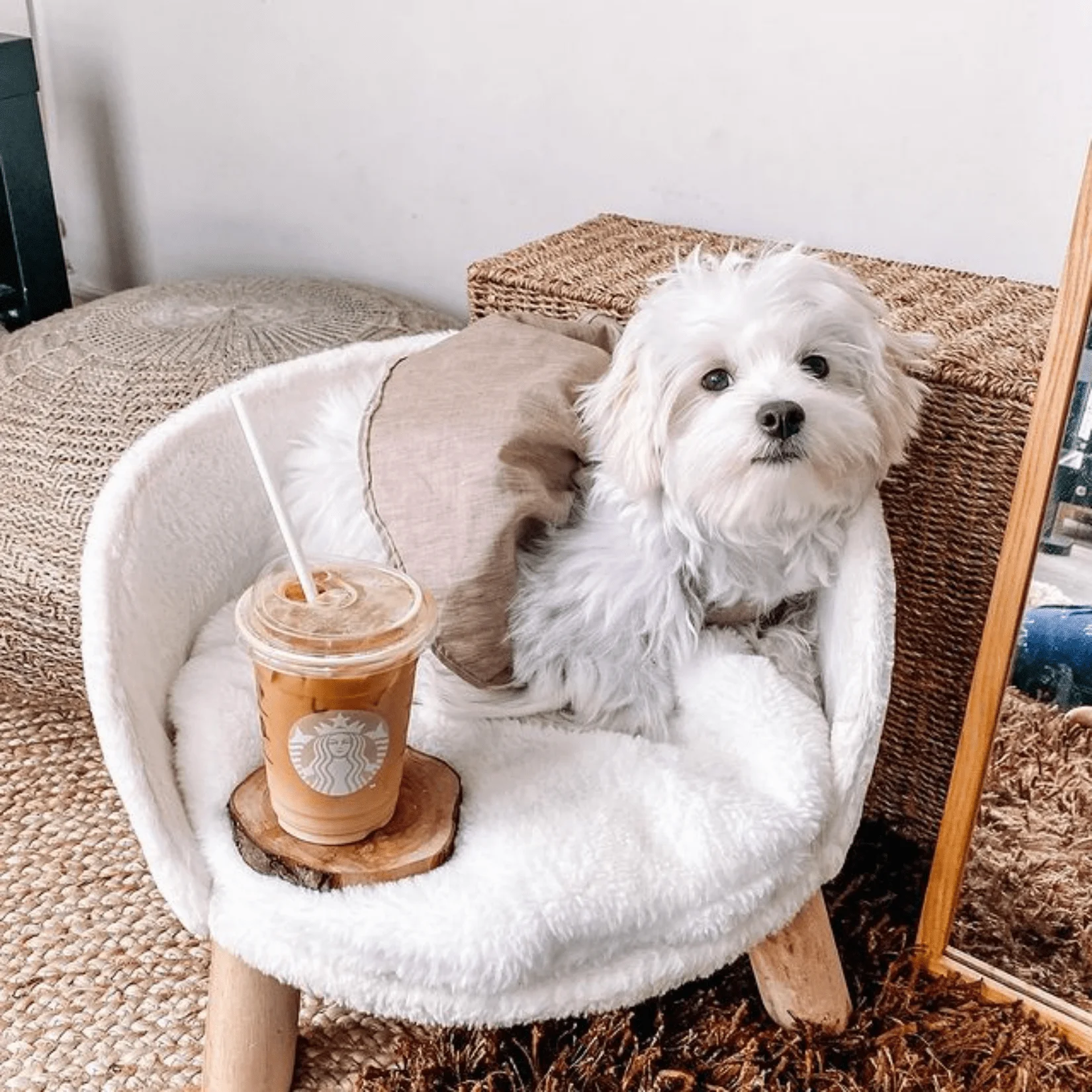 WISFOR 40/50/60cm Ultra Comfy Elevated Dog Cat Sofa Bed Couch Pet Chair Removeable Padded Cushion Open Dog Bed Chair All Seasons