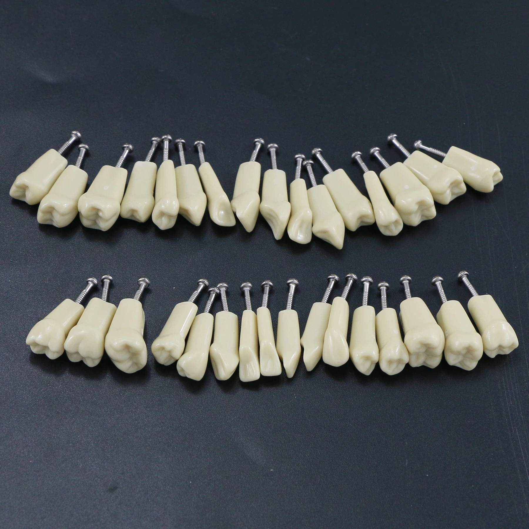 10Pcs Dental Replacement Screw-in Teeth Model Typodont Practice Filling Restoration Fit Frasaco Jaws AG3 Model With 32Pcs Teeth 4