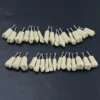 10Pcs Dental Replacement Screw-in Teeth Model Typodont Practice Filling Restoration Fit Frasaco Jaws AG3 Model With 32Pcs Teeth 4