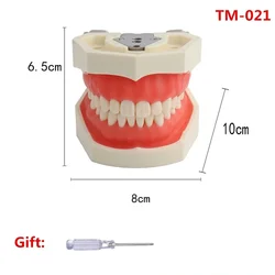 Dental Training Model with Removable Tooth (28teeth Model TM - 021)