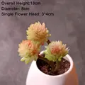 Pink 3HeadJiWaLian
