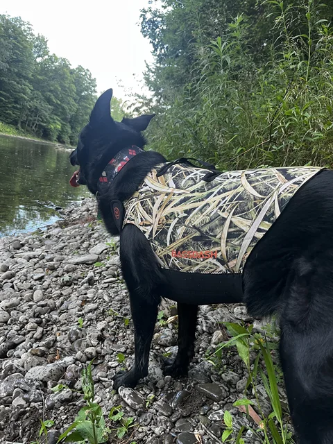Hunting Dog Vest Browning Camo Neoprene Dog Vests, Full Coverage