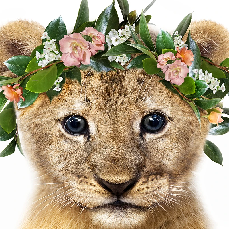 Hakuna Matata  Ʈ      μ    ׸ ĵ ȸȭ   