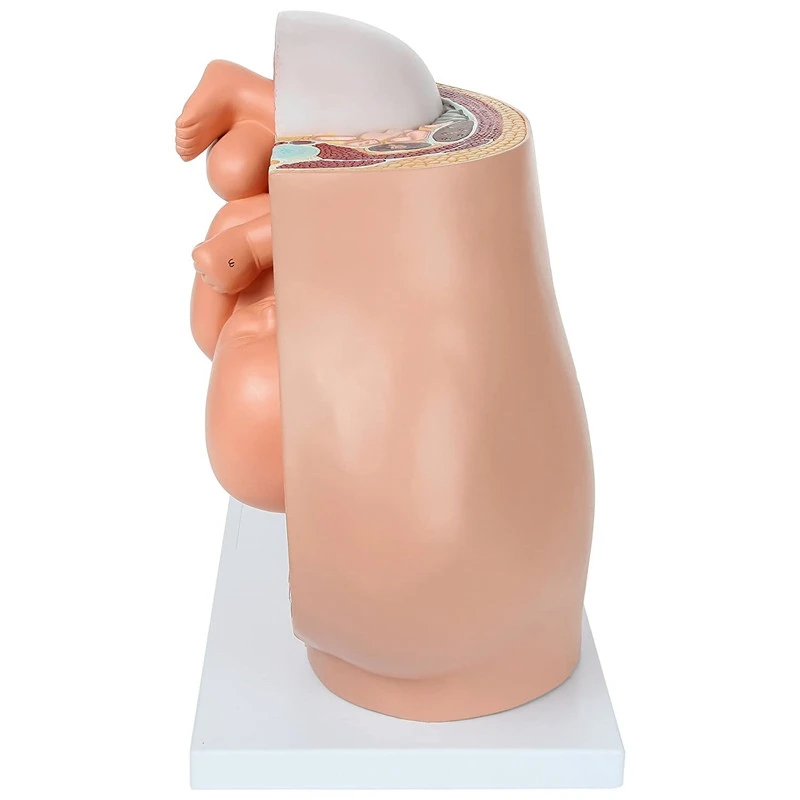 Fetal Development Anatomy Model 4
