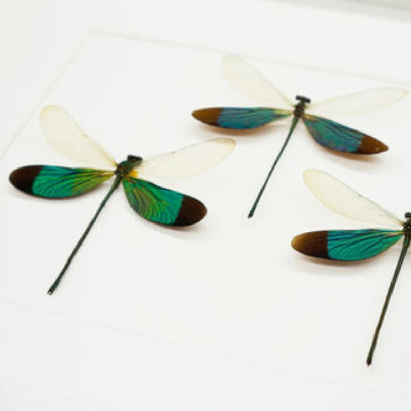 Real insect dragonfly specimen without wings protozoa wing specimen DIY jewelry crafts home decoration kawaii accessories 2
