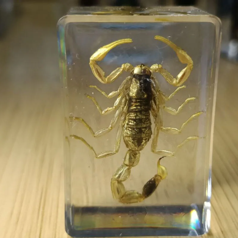 27 Kinds Hand Made Gutta Percha Resin Insect Transparent Amber Insect Specimens Home Decoration Small Ornaments 