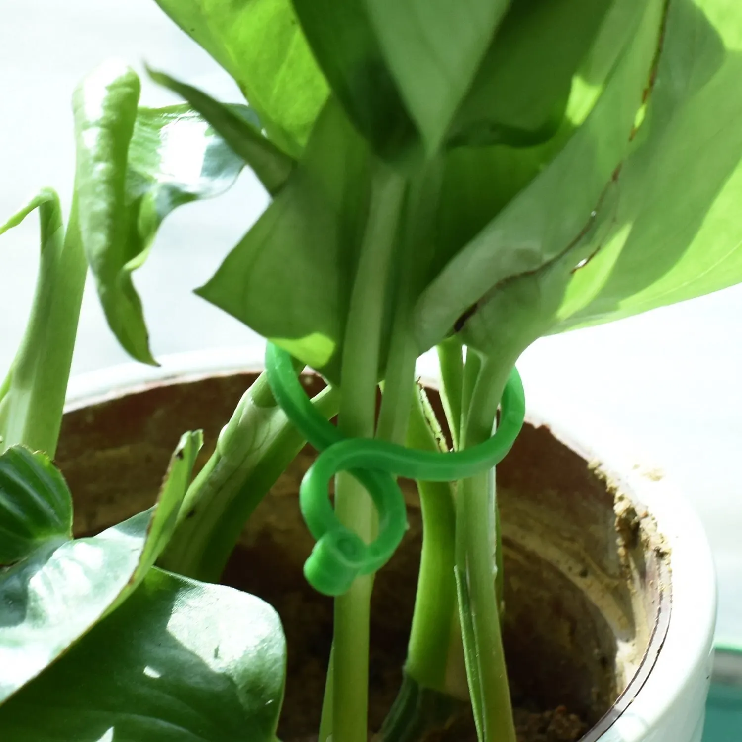 Garden Plant Vine Tying Clips - 50Pcs Decorative Plant Holders