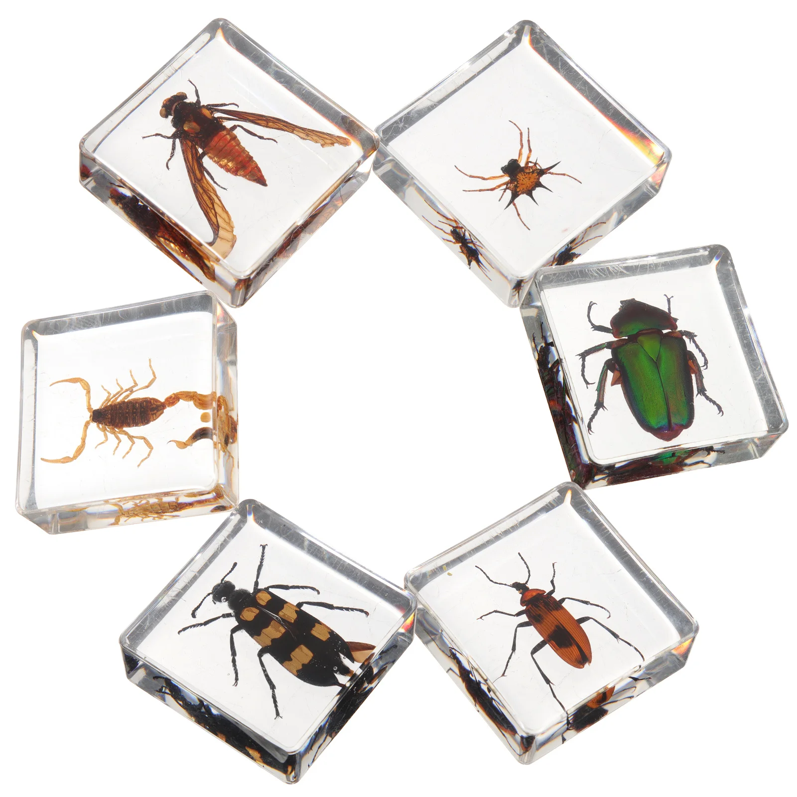 

6 Pcs Home Decor Insect Specimen Resin Ornament Decoration Delicate Insects for Natural Exquisite Student