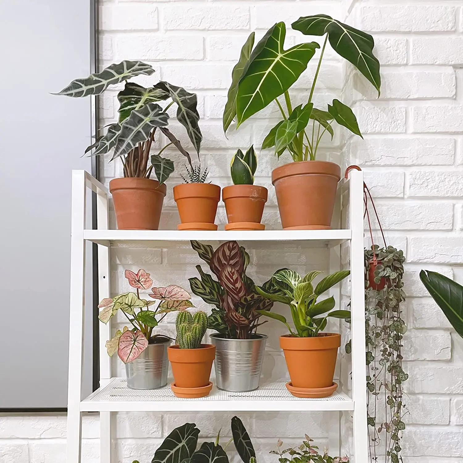 Macetas de terracota de 16 piezas y 2 pulgadas, maceta de cerámica, macetas  de flores de Cactus, maceta suculenta con agujero de drenaje, ideal para  plantas, manualidades - AliExpress, image size:1500x1500