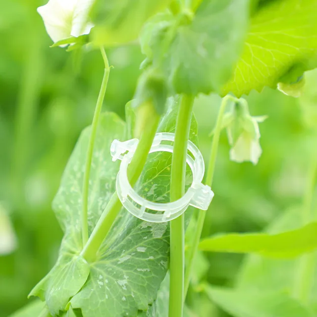 Növénytámogató Klipek A Kerti Paradicsom Zöldségszőlővel Egyenesen És Készítsenek Növényeket Zsinegklipek Szőlőbab Zöldségek Gyümölcsök Rózsa - Image 3